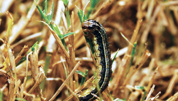 Broad black stripes and an inverted Y on the head distinguish fall armyworm caterpillars. (Photo: Ben McGraw)