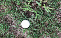 Dallisgrass grows faster than other turfgrasses with seedheads that stay low to the ground and coarse leaves. (Photo: Chris Butcher)