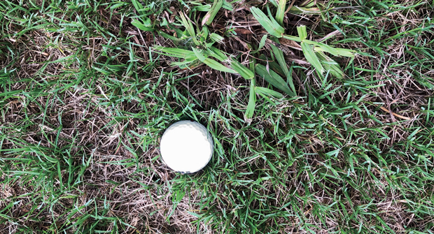 Dallisgrass grows faster than other turfgrasses with seedheads that stay low to the ground and coarse leaves. (Photo: Chris Butcher)