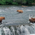 The bear watching at Brooks Camp in Katmai National Park is world-class — both from the safety of the platform and from just hiking around. (Photo: LM Staff)