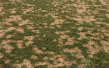 Pink snow mold can grow any time grass is wet and soil temperatures dip below 40 degrees F. (Photo: Paul Koch)