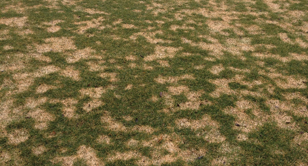 Pink snow mold can grow any time grass is wet and soil temperatures dip below 40 degrees F. (Photo: Paul Koch)