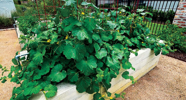he surrounding community has taken to the raised-bed planters, establishing vegetable and herb gardens with big results. (Photo: EdgeForm Landscape Management)