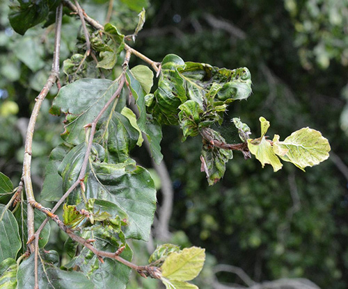The weeping beech at Chateau-sur-Mer showing decline and signs of beech leaf disease before treatment. (Photo Courtesy of The Preservation Society of Newport County/Bartlett Tree Experts)