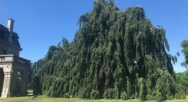 An after-treatment photo shows the beech tree showing signs of improved health. (Photo Courtesy of The Preservation Society of Newport County/Bartlett Tree Experts)