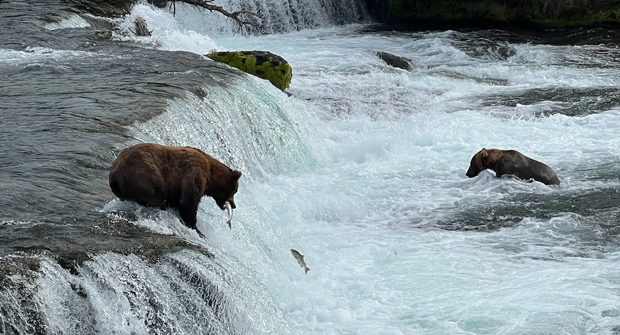 Timed it just right: The bear watching at Brooks Camp in Katmai National Park made for some incredible sights, including this image caught by Vince Torchia of a bear catching a fish on the fly. (Photo: Vince Torchia)