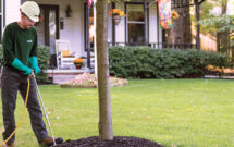Start to finish: Keeping your trees healthy in the spring is key to ensuring they thrive through the winter. (Photo: Davey Tree)