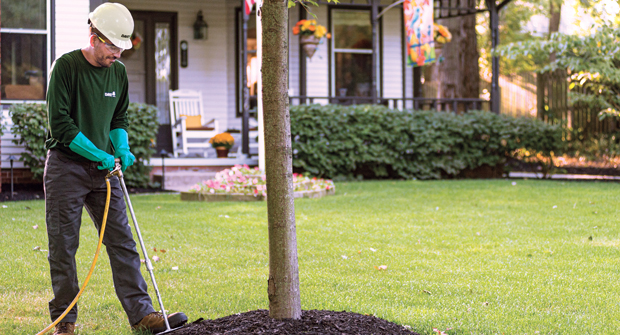 Start to finish: Keeping your trees healthy in the spring is key to ensuring they thrive through the winter. (Photo: Davey Tree)