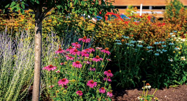 Redli says vibrant colors through wildflowers were used to cheer up visitors and those in the children’s center while promoting pollinators. (Photo: Yellowstone Landscape)