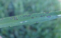 From green to gray: Gray leaf spot produces spores that can be spread by the weather, lawn equipment or even just walking on it. (Photos: Courtesy of Quali-Pro; Getty Images: DNY59 / E+, boschettophotography / iStock / Getty Images Plus)