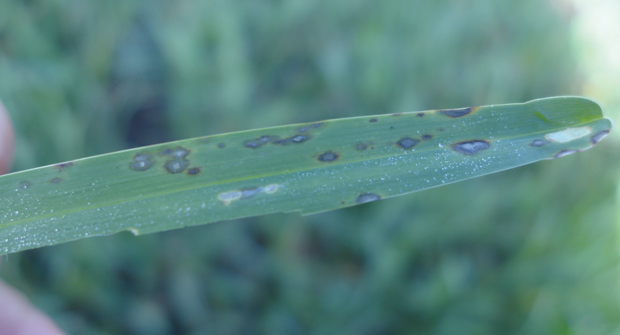 From green to gray: Gray leaf spot produces spores that can be spread by the weather, lawn equipment or even just walking on it. (Photos: Courtesy of Quali-Pro; Getty Images: DNY59 / E+, boschettophotography / iStock / Getty Images Plus)