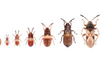Chinch bugs often have a white stripe as a nymph that becomes an X as an adult. (Photo: David J. Shetlar)