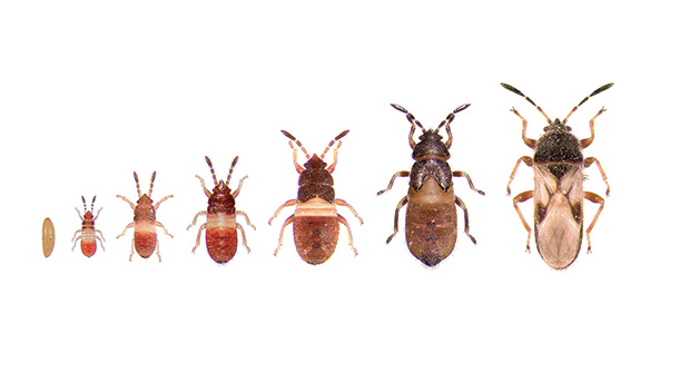 Chinch bugs often have a white stripe as a nymph that becomes an X as an adult. (Photo: David J. Shetlar)