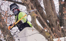High and (not) dry: Watering your trees late in the season is an important part of making sure they stay healthy throughout the winter. (Photo: Davey Tree)