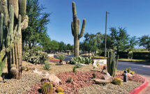 LandCare kept with the desert theme of the resort with red-colored crushed rock to accent the succulents and cacti. (Photo: LandCare)