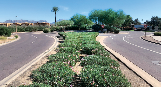 According to the contractor, this statement cactus was a special request from the client. LandCare locally sourced the 25-foot cactus to provide a picturesque entrance. (Photo: LandCare)