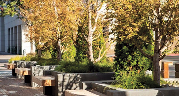 Crews are sent out weekly to asses the plant health, and any vegetation that is struggling gets replaced. (Photo: Gachina Landscape Management)  