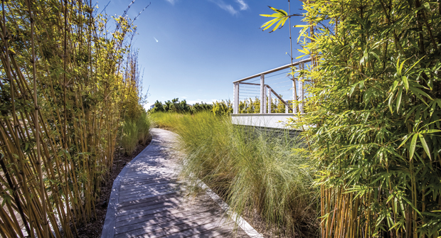 Walton says the client wanted the design to provide privacy yet still have a sense of adventure. Clumping bamboo was used because it’s tall and doesn’t take up too much space when surrounding the winding boardwalks.