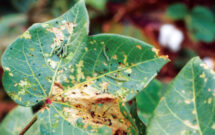 Photo: Charles T. Bryson, USDA Agricultural Research Service, Bugwood.org