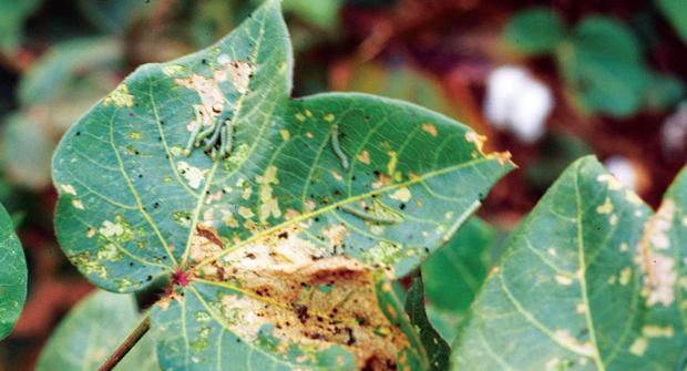 Photo: Charles T. Bryson, USDA Agricultural Research Service, Bugwood.org