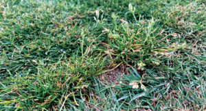 It ain’t easy: Wyrick says Poa is in the top five most difficult weeds to remove. (Getty Images: DNY59 / E+, boschettophotography / iStock / Getty Images Plus)