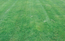 Give it a go: Plant growth regulators are an underutilized tool for lawn care operators looking to manage turf growth. (Photo: Nufarm)
