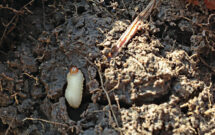 The larvae munch on the roots of the turf, causing significant damage. (Photo: Doug Richmond)