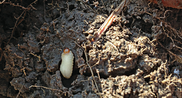 The larvae munch on the roots of the turf, causing significant damage. (Photo: Doug Richmond)