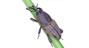 Bluegrass billbugs have a distinctly curved snout at the front and grooved lines going down their back. (Photo: Getty Images: DNY59 / E+, boschettophotography / iStock / Getty Images Plus)