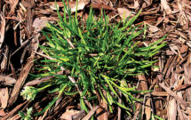 Identification: Poa annua has leaf tips that curve upwards in a boat-like fashion. (Photo: Nufarm; Ben Pease)