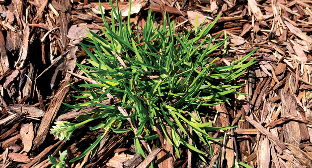 Identification: Poa annua has leaf tips that curve upwards in a boat-like fashion. (Photo: Nufarm; Ben Pease)