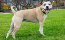 (Photo: Chuck Bowen (TurfMutt - OPEI)