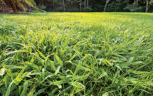 In a pinch: Crabgrass is clumpier with dense hairs coating the leaves, according to James. (Photo: Getty Images: DNY59 / E+, boschettophotography / iStock / Getty Images Plus)