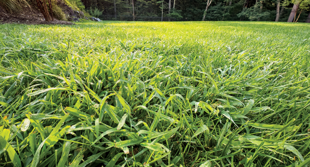 In a pinch: Crabgrass is clumpier with dense hairs coating the leaves, according to James. (Photo: Getty Images: DNY59 / E+, boschettophotography / iStock / Getty Images Plus)