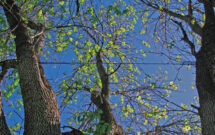 Safety first: Only certified arborists should do cabling or bracing, and the tree should still receive yearly inspections on its support. (Photo: John C. Fech)