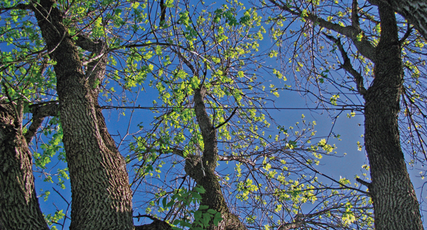 Safety first: Only certified arborists should do cabling or bracing, and the tree should still receive yearly inspections on its support. (Photo: John C. Fech)