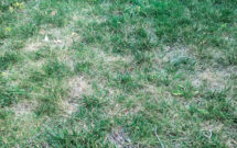Stress symptoms: Heat stress can sometimes be misidentified as drought or fungal diseases such as brown patch. (Photo: Ross Braun)