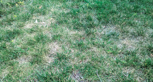 Stress symptoms: Heat stress can sometimes be misidentified as drought or fungal diseases such as brown patch. (Photo: Ross Braun)