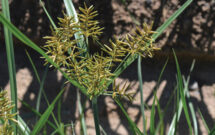 Big brother: Yellow nutsedge can grow twice as tall as its purple counterpart. (Photo: Howard F. Schwartz, Colorado State University, Bugwood.org (Left); md Sojibul Islam / istock / getty images plus / getty images (top); header, Getty Images: DNY59 / E+, boschettophotography / iStock / Getty Images Plus)