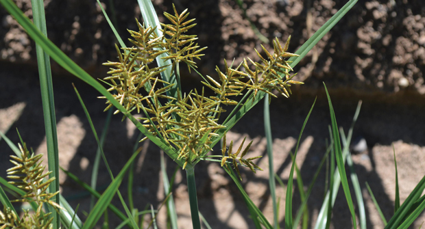 Big brother: Yellow nutsedge can grow twice as tall as its purple counterpart. (Photo: Howard F. Schwartz, Colorado State University, Bugwood.org (Left); md Sojibul Islam / istock / getty images plus / getty images (top); header, Getty Images: DNY59 / E+, boschettophotography / iStock / Getty Images Plus)