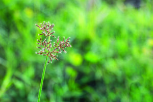 Purple Pests: Purple nutsedge has darker, more red or brown seedheads. (Photo: Howard F. Schwartz, Colorado State University, Bugwood.org (Left); md Sojibul Islam / istock / getty images plus / getty images (top); header, Getty Images: DNY59 / E+, boschettophotography / iStock / Getty Images Plus)