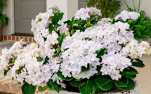 Blast from the Pastel Hydrangea (Photo: Plant Development Services)
