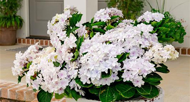 Blast from the Pastel Hydrangea (Photo: Plant Development Services)