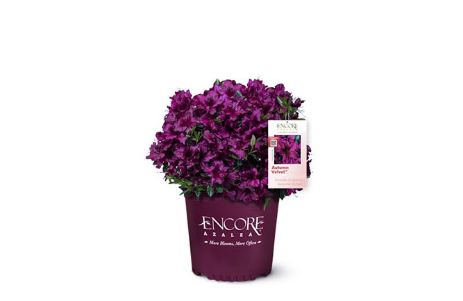Azalea (Photo: Plant Development Services Inc.)