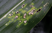 Feeling Gray: Watch for round spots of tan or gray when identifying GLS disease. (Getty Images: JJ Gouin / iStock / Getty Images Plus / Getty Images (bottom); DNY59 / E+, boschettophotography / iStock / Getty Images Plus (Header)