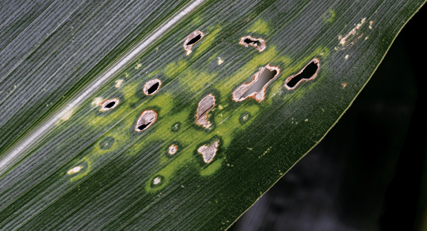 Feeling Gray: Watch for round spots of tan or gray when identifying GLS disease. (Getty Images: JJ Gouin / iStock / Getty Images Plus / Getty Images (bottom); DNY59 / E+, boschettophotography / iStock / Getty Images Plus (Header)