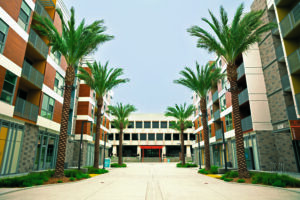 Medjool date palms line one of the entries to Citrus Commons. (Photo: Goldenstate Landscapes)