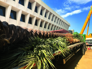 The date palms with diamond-cut trunks were delivered on the back of flatbad trailers. (Photo: Goldenstate Landscapes)