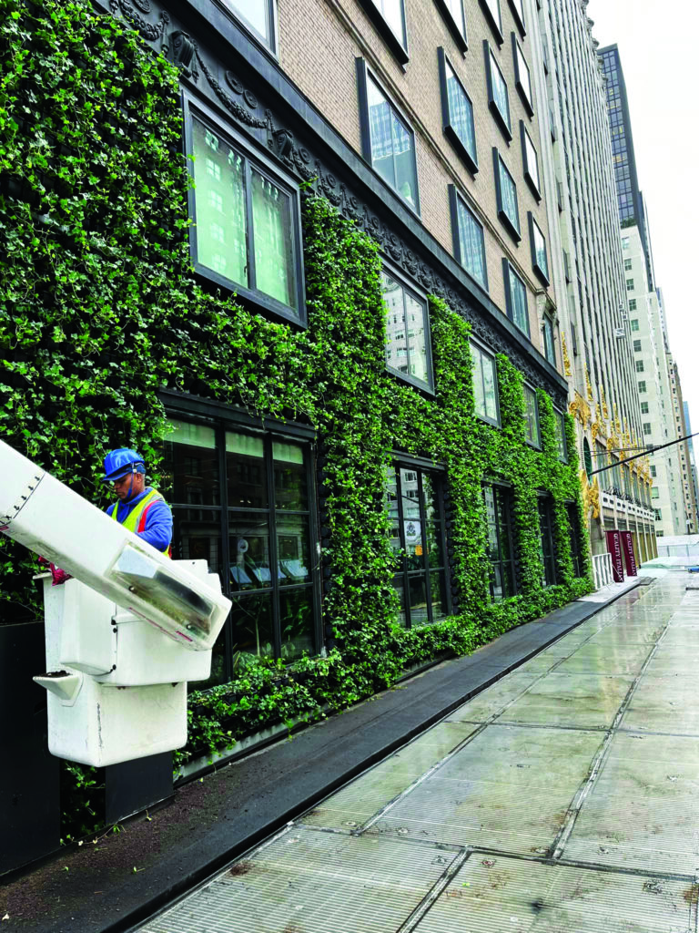 Most of the management is done through certified personnel using an electric lift and bucket truck. Safety barriers are used to direct pedestrian traffic around the work. (Photo: John Mini Distinctive Landscapes)