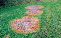 Not so small: Large patch can ruin lawns if left unchecked. (Photo: Quali-Pro; Getty Images: DNY59 / E+, boschettophotography / iStock / Getty Images Plus)